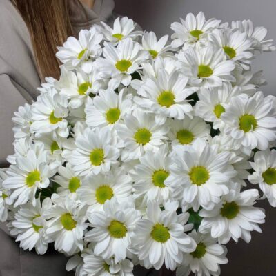 Кустовая хризантема Кеннеди