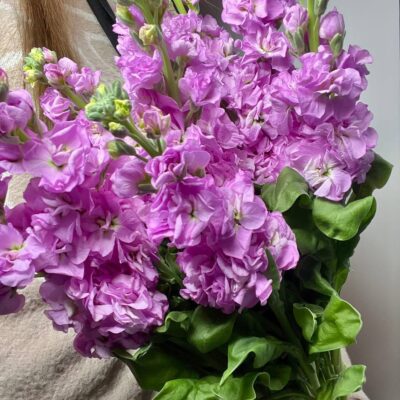 Маттиола сиреневая
